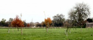 Tree planting in the recreation ground